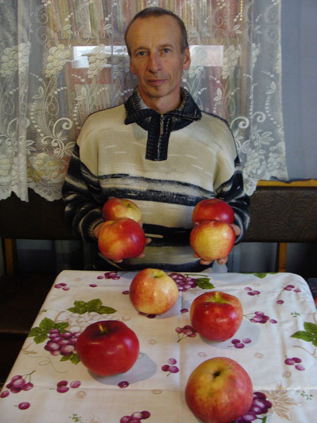Яблоки сорта Апорт Кроваво-красный